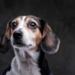 O cachorro entende que o tutor está triste? Saiba como as emoções humanas afetam os cães