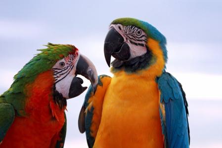 arara