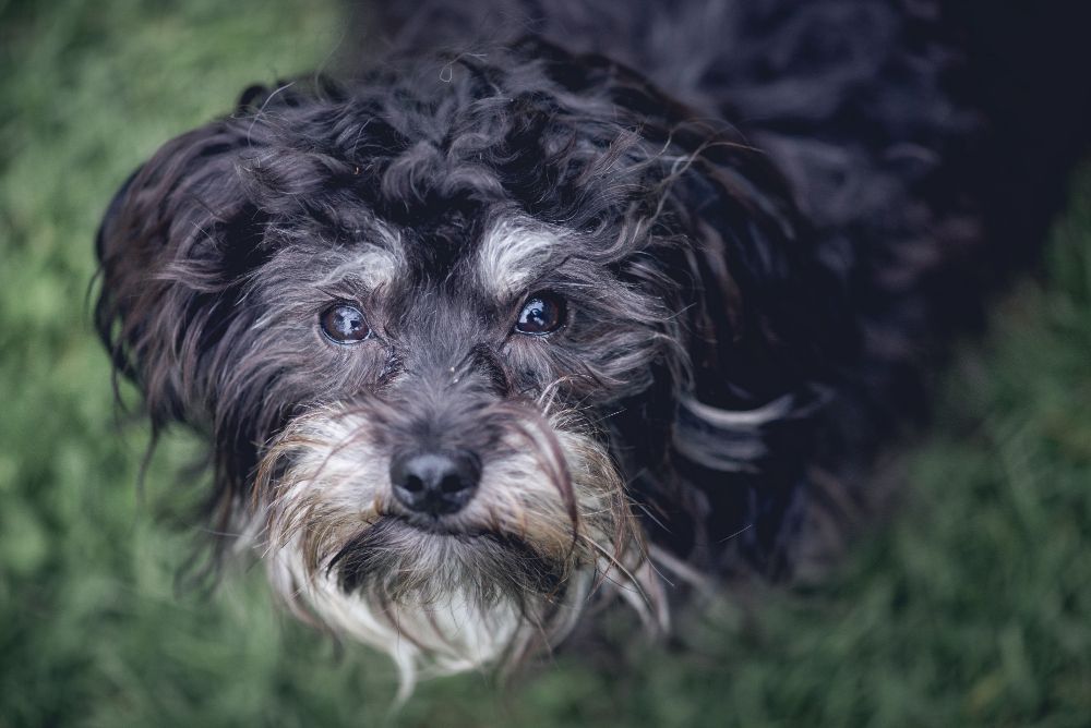 Cão ou gato idoso: sinais que merecem atenção e cuidados que fazem a diferença