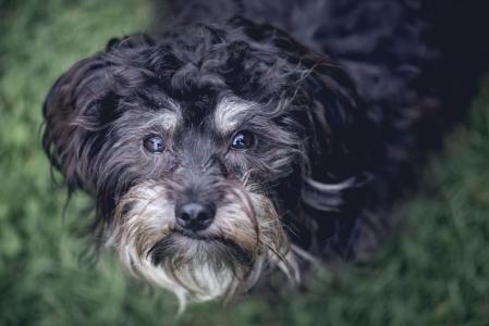 cao, cachorro