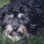 Cão ou gato idoso: sinais que merecem atenção e cuidados que fazem a diferença