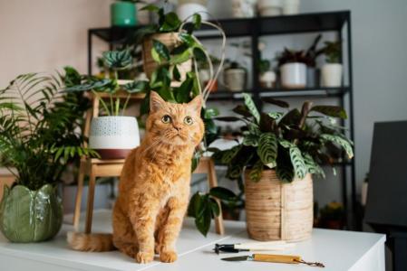 plantas perigosas para gatos