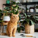 5 espécies comuns de plantas que podem ser tóxicas para gatos