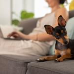 Ter um cachorro em casa pode fazer bem para o coração e para a saúde emocional
