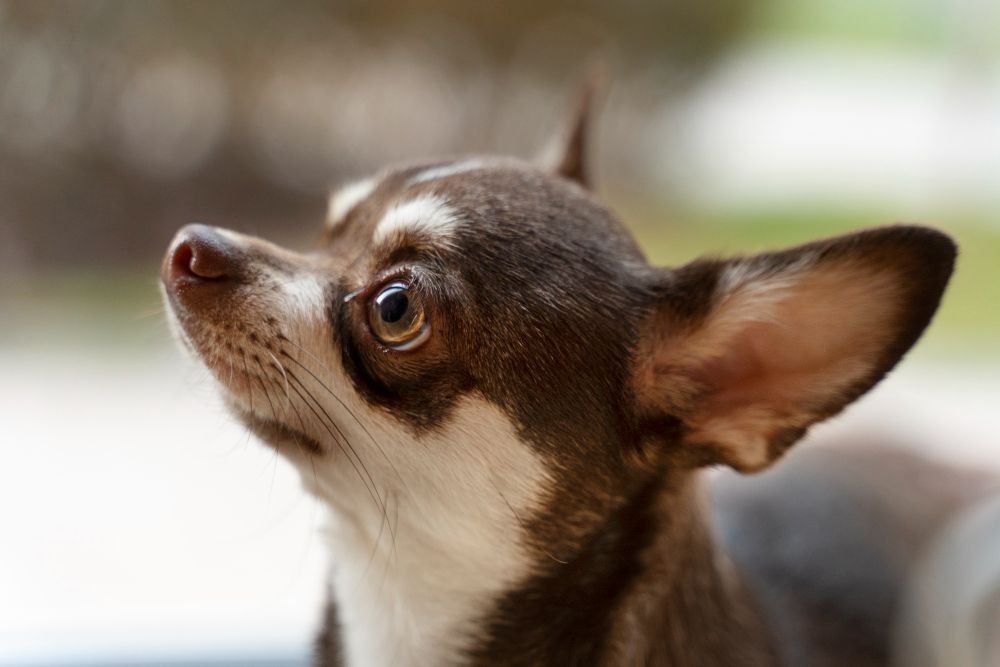 Saiba o que significa quando o cachorro pisca ao ver o dono piscar, segundo a Ciência