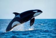 Orca de 60 anos é encontrada com graves ferimentos e acende alerta no Estreito de Gibraltar