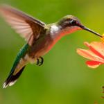 Como atrair beija-flor para a sua casa garantindo a liberdade e o bem-estar da ave