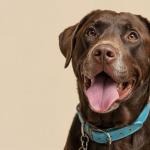 10 raças de cães conhecidas por serem fiéis e carinhosas com a família