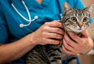 Lorazepam pode ajudar a prevenir novas obstruções urinárias em gatos, mas ainda há cautela