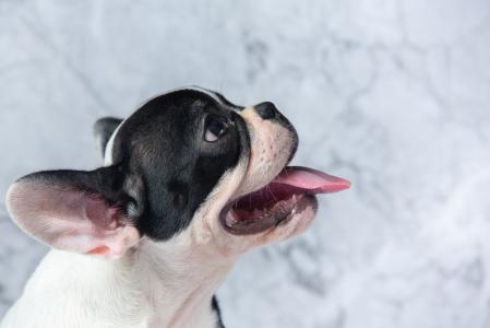 cachorro