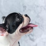 Tempo seco pode prejudicar cães e gatos: veja os cuidados para proteger os pets