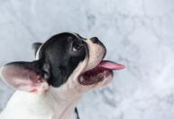 Tempo seco pode prejudicar cães e gatos: veja os cuidados para proteger os pets