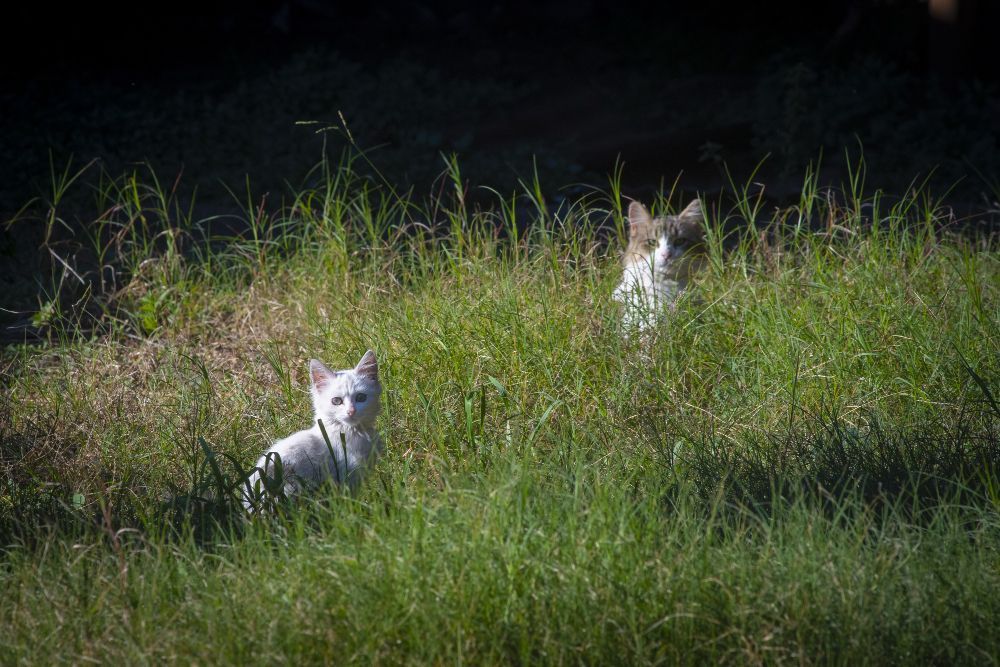 Cinco gatos mudaram o destino de uma ilha e causaram desastre ambiental de R$ 127 milhões