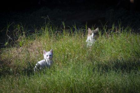 gatos