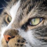Gato idoso: 7 sinais que podem indicar algo além da idade