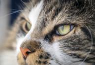 Mancha preta no olho dos gatos: ciência revela possível explicação