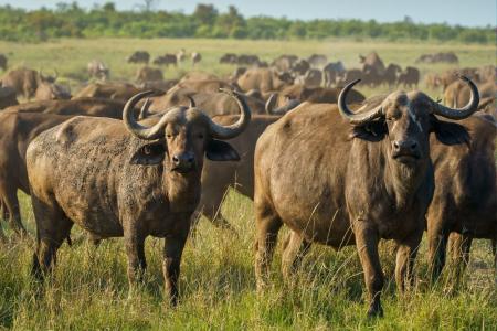 Família cria búfalos há quase 40 anos e surpreende visitantes com animais dóceis