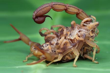 escorpiao
