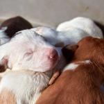 Criação e venda de cães e gatos: projeto no Senado propõe novas regras