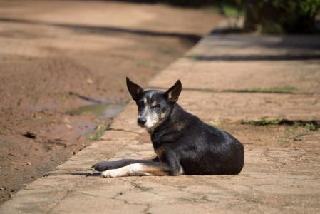 cachorro