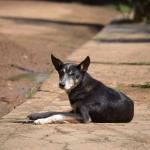 Cadastro de protetores de animais é reaberto em BH; saiba como fazer a inscrição