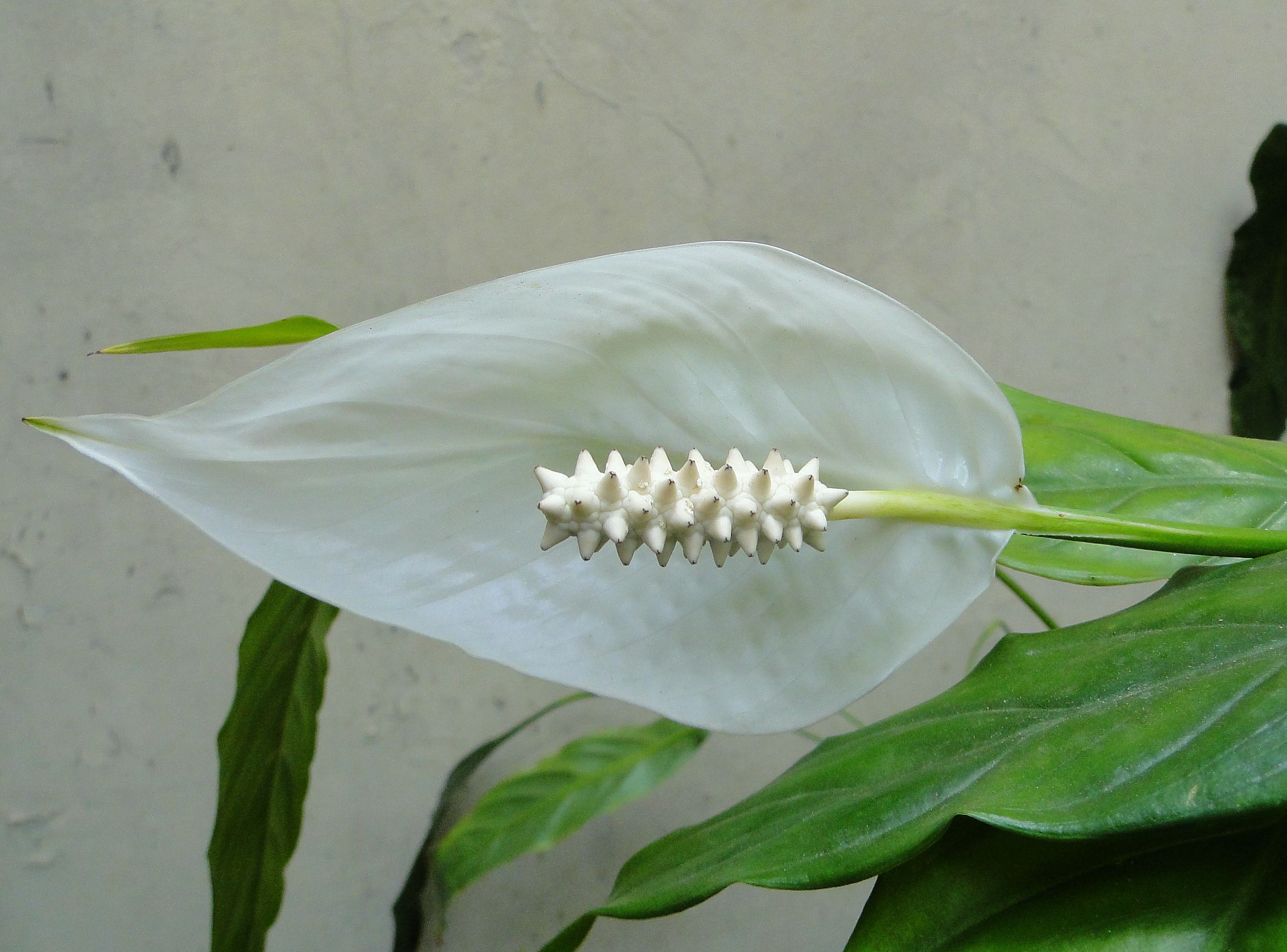 5 plantas que gostam de ambientes com pouca luz