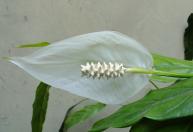 5 plantas que gostam de ambientes com pouca luz