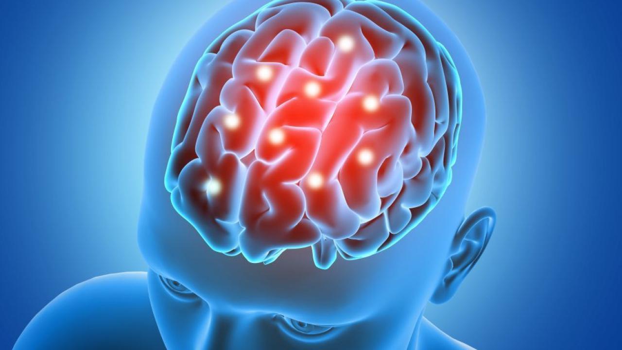 Stanford descobre que cérebro humano é formado por dois sistemas nervosos com origens evolutivas distintas