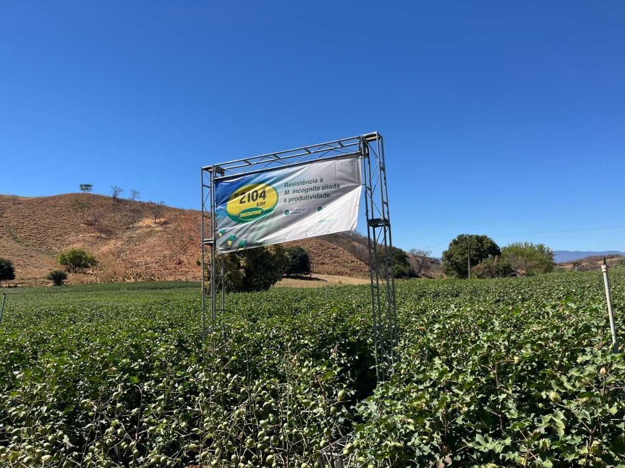 Algodão volta a ganhar espaço no Norte de Minas com tecnologia e apoio a agricultores