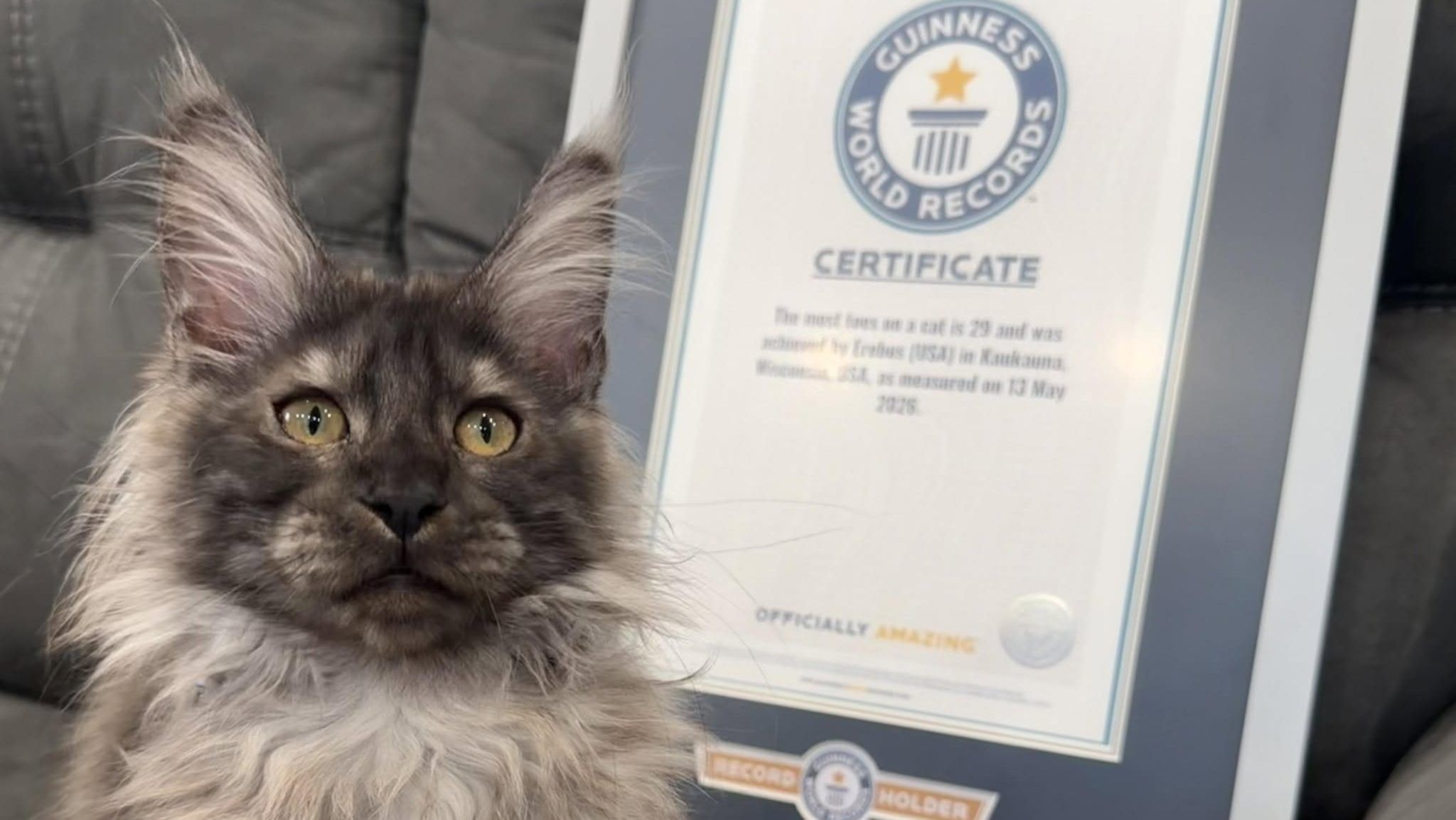 Gato com 29 dedos quebra recorde mundial após 20 anos; veja fotos