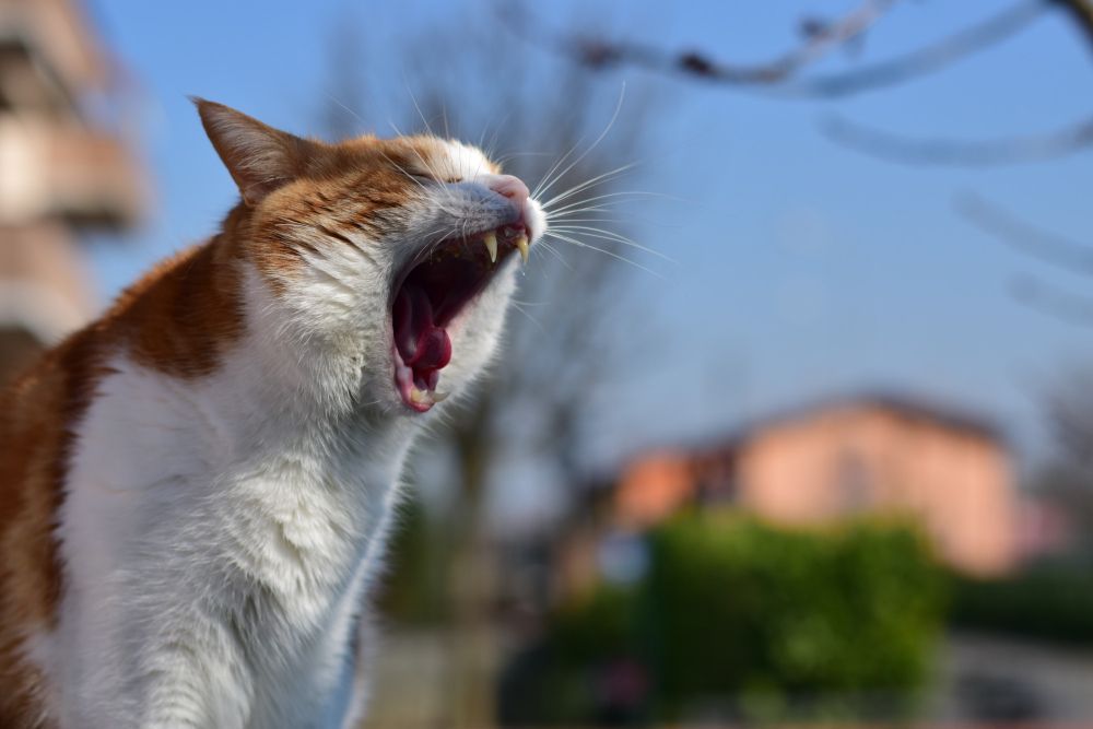 Cachorro ou gato engasgando: veja os sinais de alerta e por que agir rápido é fundamental