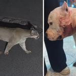 Pitbull enfrenta onça-parda dentro de casa e salva família em SP