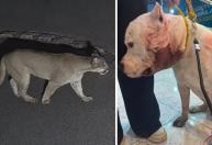 Pitbull enfrenta onça-parda dentro de casa e salva família em SP