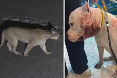 A onça parda que atacou o pittbull Ragnar, na Zona Norte de São Paulo