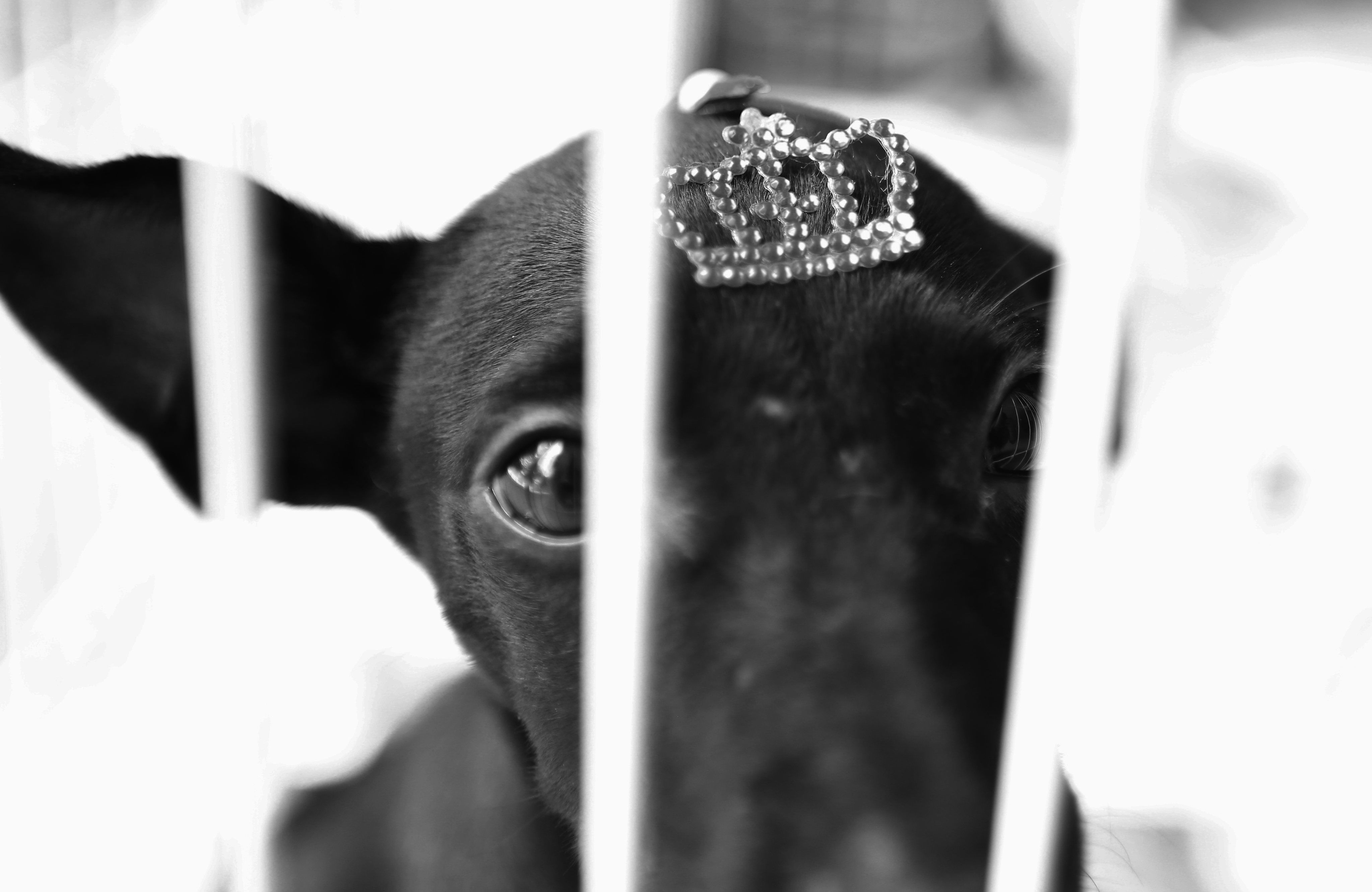 Câmara de BH aprova projeto que restringe venda de animais vivos na capital