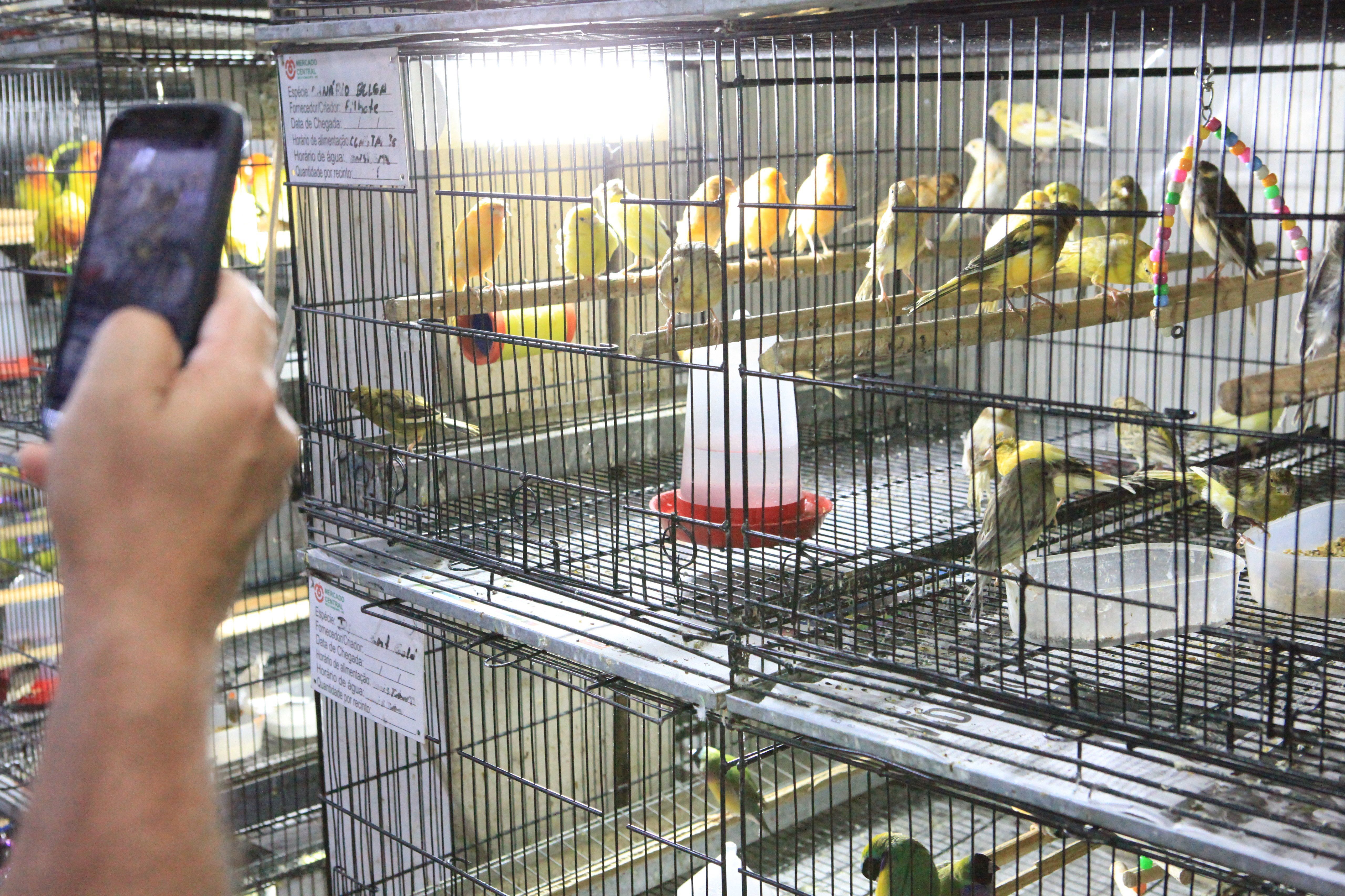 Câmara de BH aprova projeto que restringe venda de animais vivos na capital