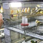 Câmara de BH aprova projeto que restringe venda de animais vivos na capital