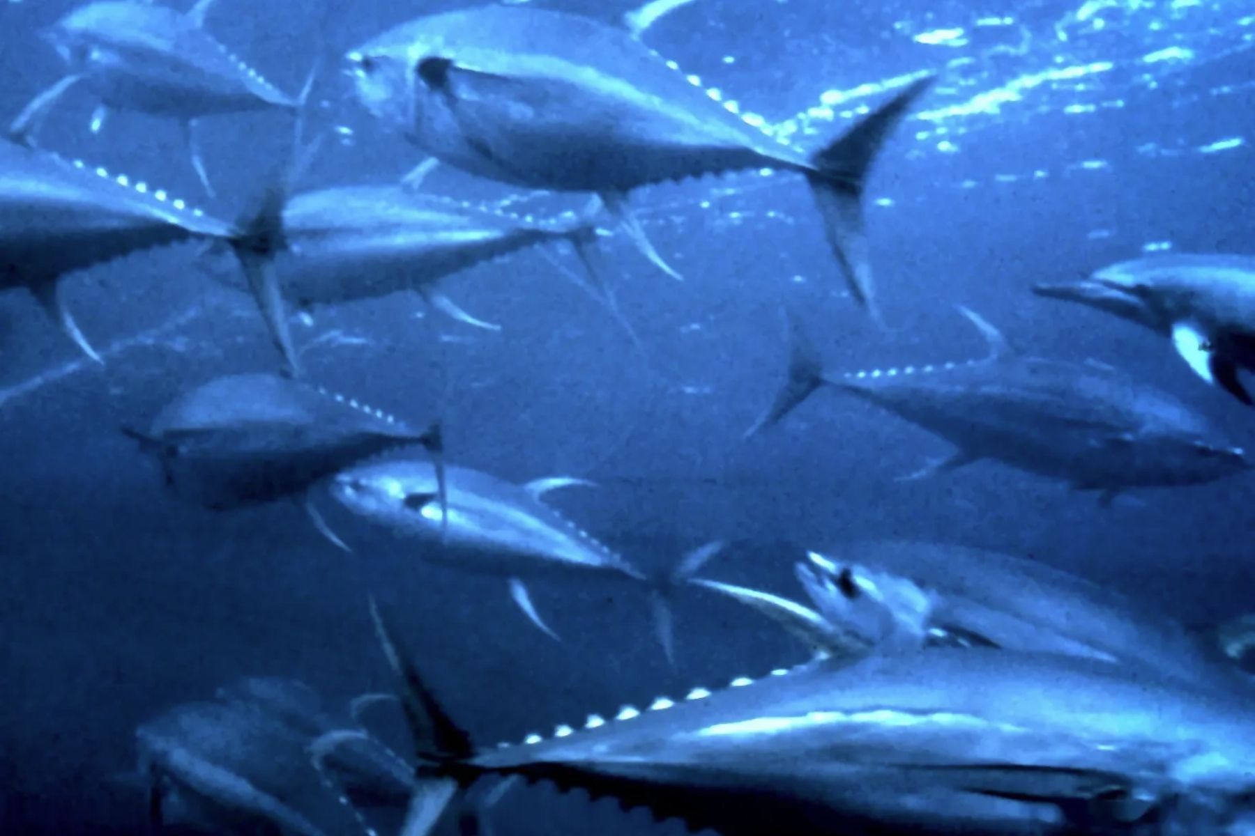 Atum-azul: o peixe que alcança recorde de 679 kg e nada a 71 km/h