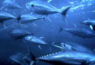Atum-azul: o peixe que alcança recorde de 679 kg e nada a 71 km/h