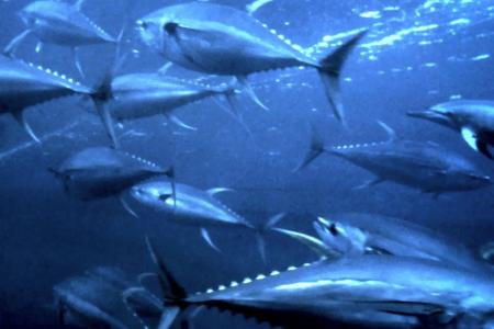 Atum-azul: o peixe que alcança recorde de 679 kg e nada a 71 km/h