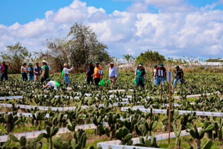 Produtores participam de atividade em área experimental com cultivo de palma forrageira durante Dia de Campo em Sergipe.