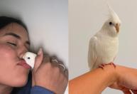 Calopsita Floquinho é encontrada três dias após desaparecimento em BH