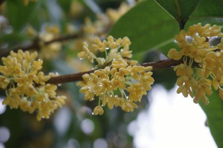 A árvore mais perfumada do mundo: como cultivá-la em vaso e perfumar sua varanda