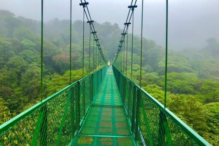 Floresta nublada de Monteverde abriga mais de 450 orquídeas e é berço da onça