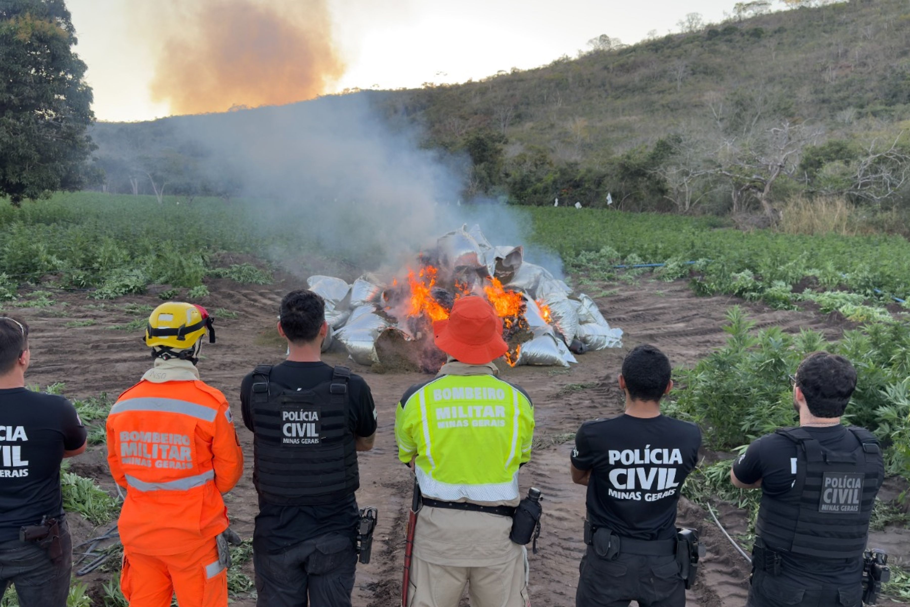 Vídeo: PC incinera 1,9 tonelada de maconha encontrada em plantação com 60 mil pés em MG