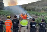 Vídeo: PC incinera 1,9 tonelada de maconha encontrada em plantação com 60 mil pés em MG