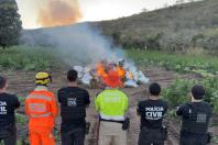 Vídeo: PC incinera 1,9 tonelada de maconha encontrada em plantação com 60 mil pés em MG