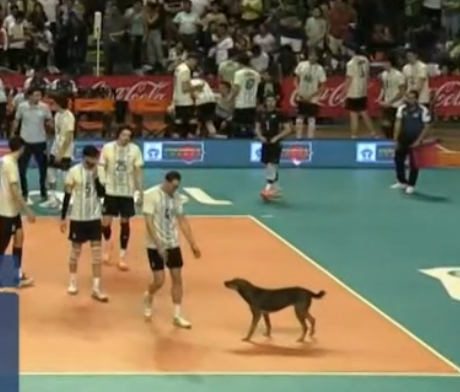 Cena inusitada chama atenção na final da Copa Sul-Americana Masculina de Vôlei