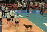 Cena inusitada chama atenção na final da Copa Sul-Americana Masculina de Vôlei