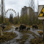 Animais em Chernobyl: espécies ainda carregam os efeitos da radiação